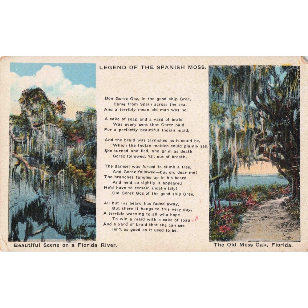 Vintage Legend of the Spanish Moss Florida Linen Postcard Old Moss Oak Poem - Picture 1 of 2